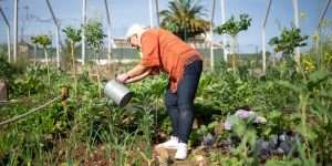 Older woman watering plants in a garden